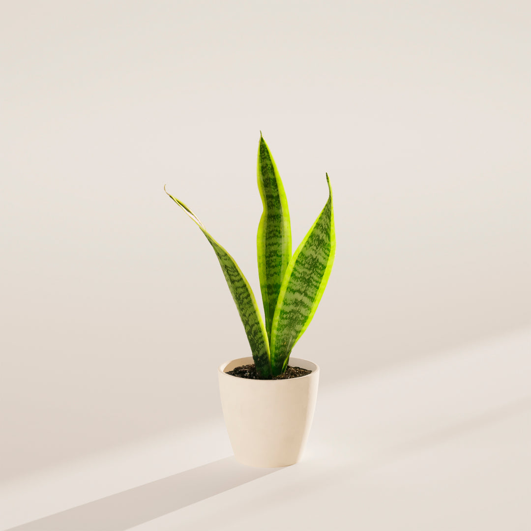 Variegated Sansevieria Laurentii (Snake Plant)