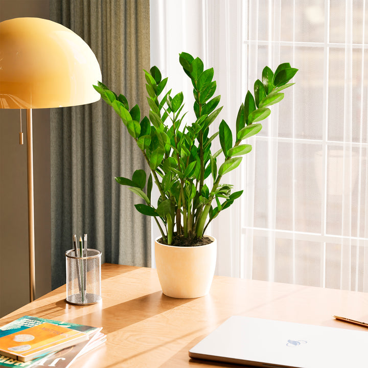 Lush green ZZ plant in a tan eco-friendly planter on a wooden desk next to a laptop and desk lamp.