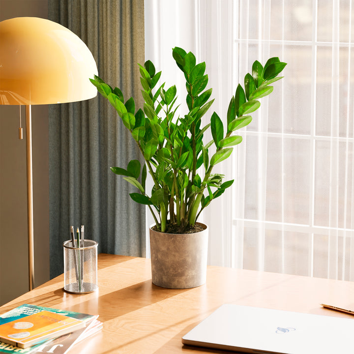 Lush green ZZ plant in a grey self-watering planter on a wooden desk next to a laptop and desk lamp.