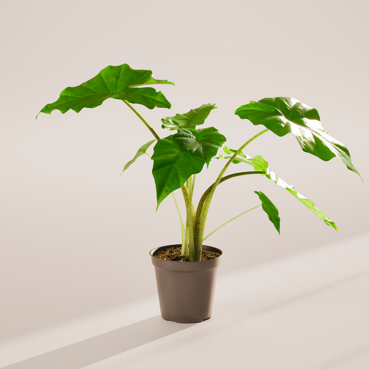 Alocasia Gagaena California