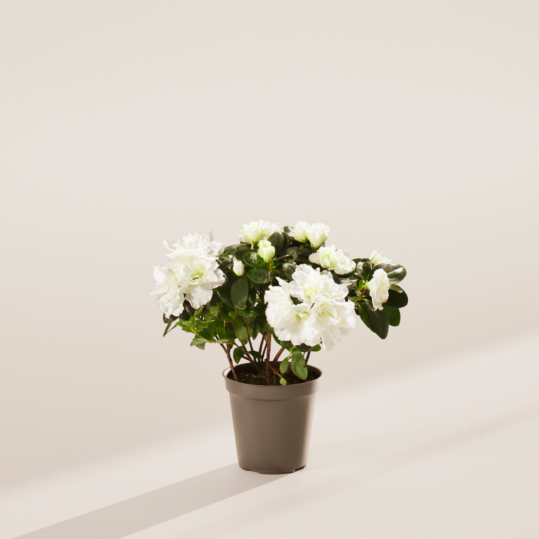 White Blooming Azalea