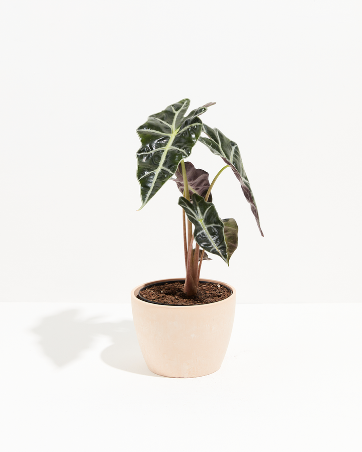 Alocasia Polly