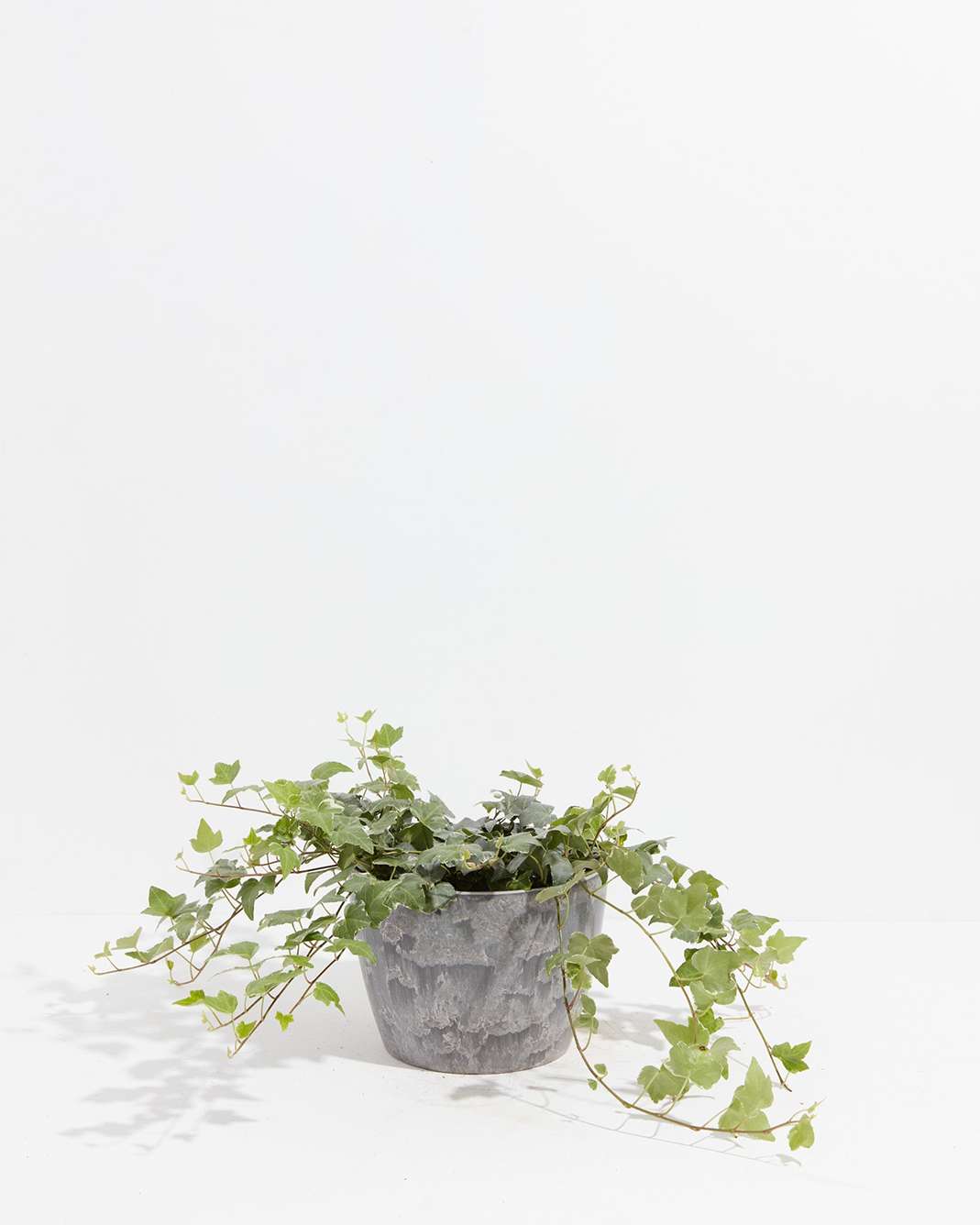 English Ivy Glacier