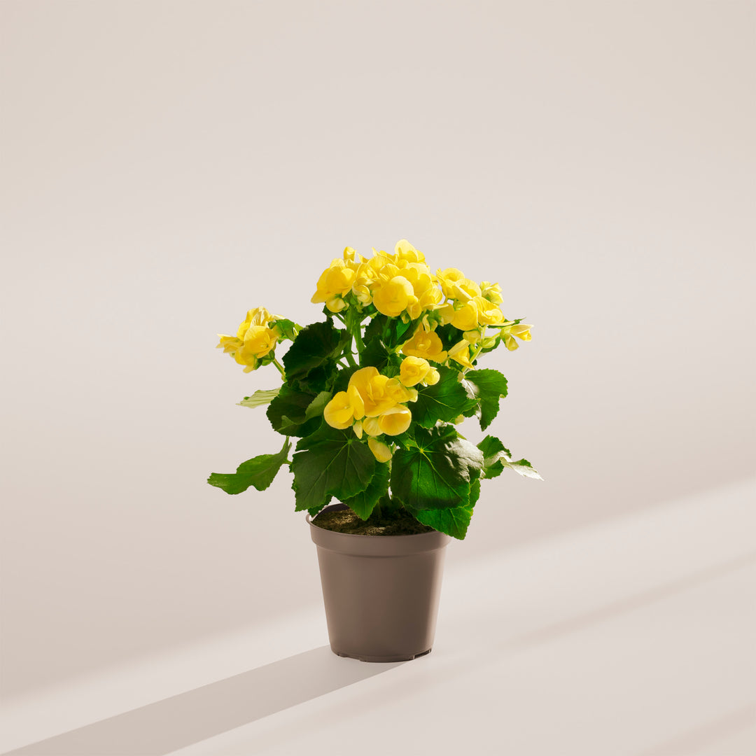 Blooming Superba Double Begonia