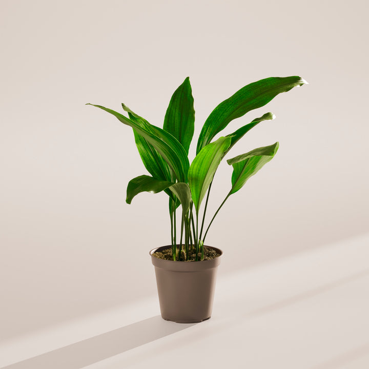 Cast Iron Plant