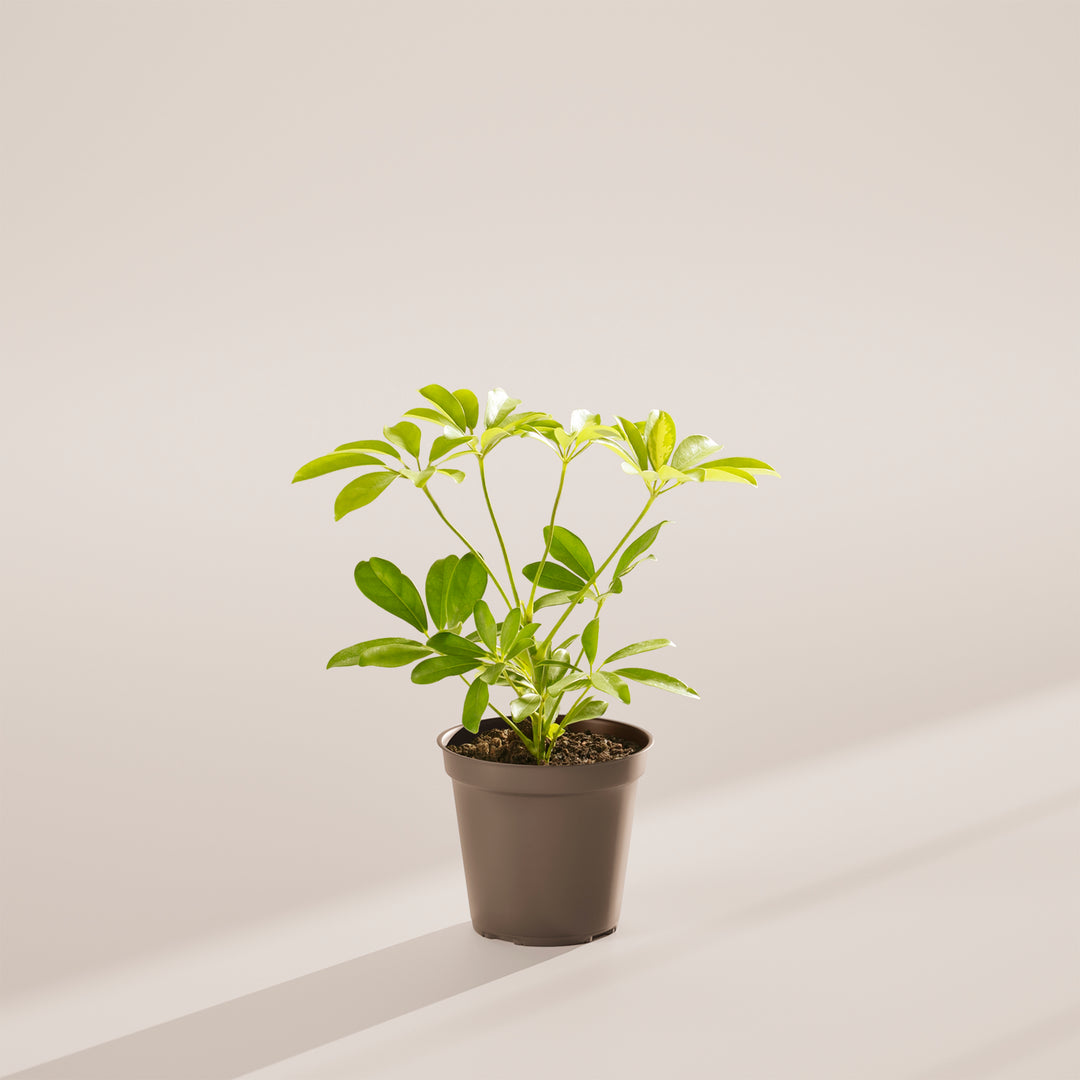 Dwarf Umbrella Tree (Schefflera Arboricola)