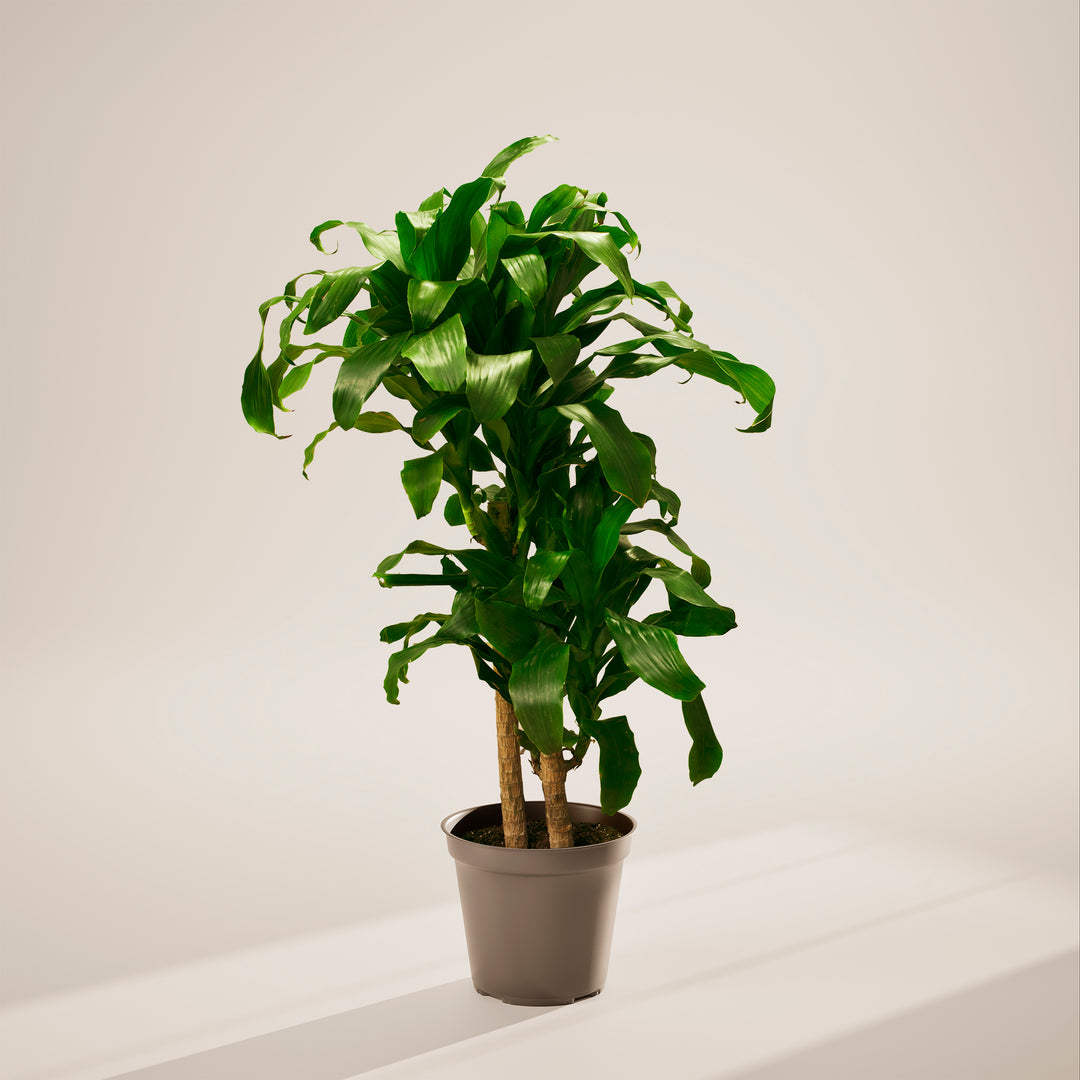 Janet Craig Dragon Plant (Dracaena)