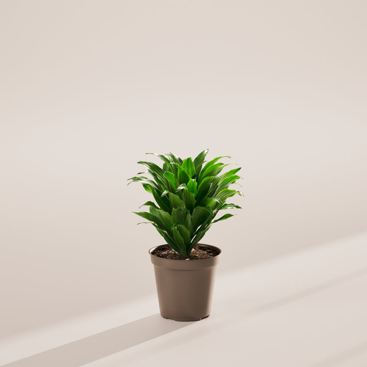 Janet Craig Dragon Plant (Dracaena)