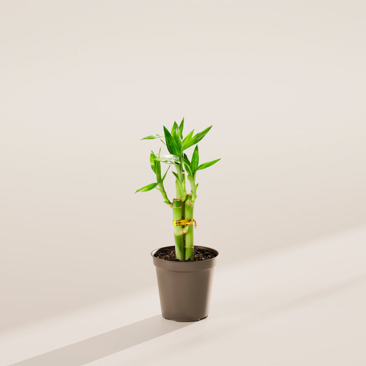 Lucky Bamboo