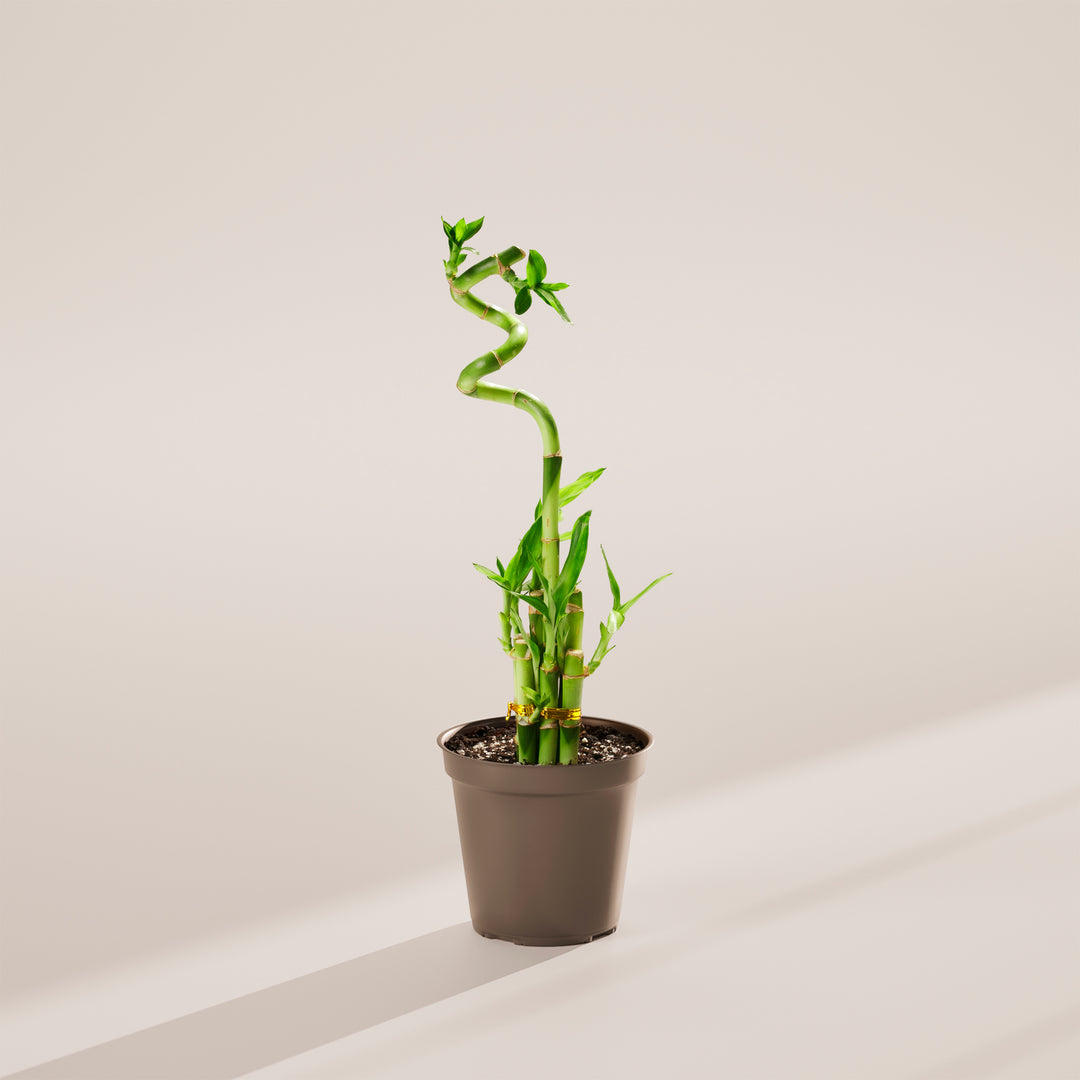 Lucky Bamboo