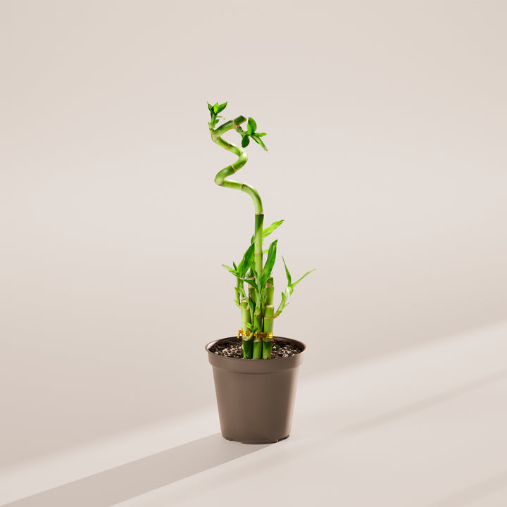 Lucky Bamboo
