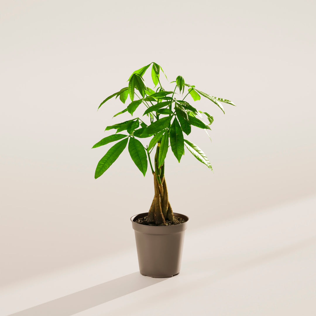 Small braided Money Tree plant with a thick, woody trunk and vibrant green leaves, housed in a tapered dark grey grower pot, centered against a minimalist beige background with a soft shadow.