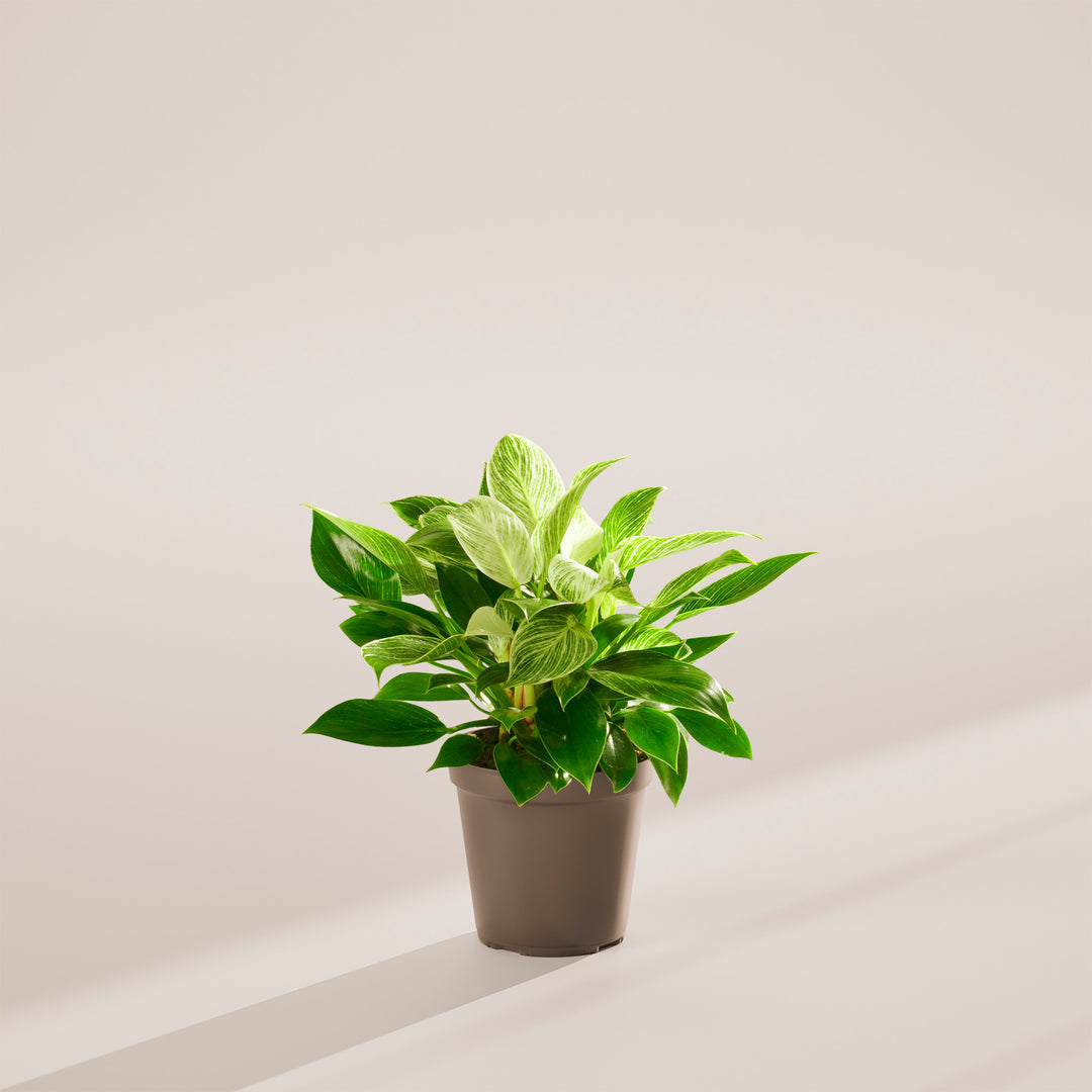 Philodendron Birkin
