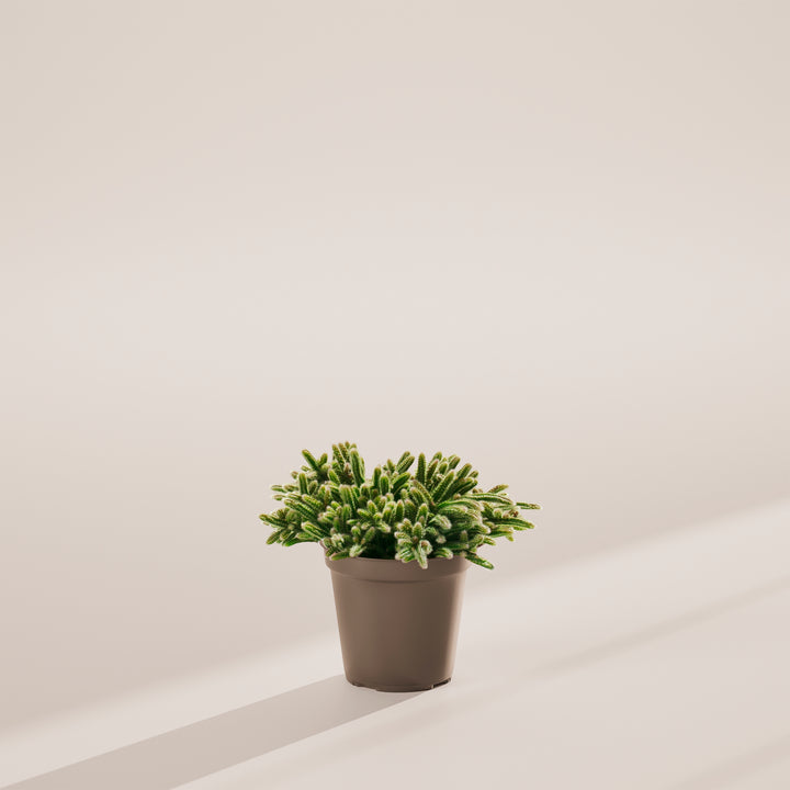 Mouse Tail Cactus