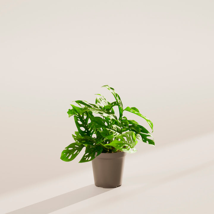 Swiss Cheese Plant