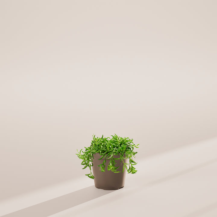 String of Bananas