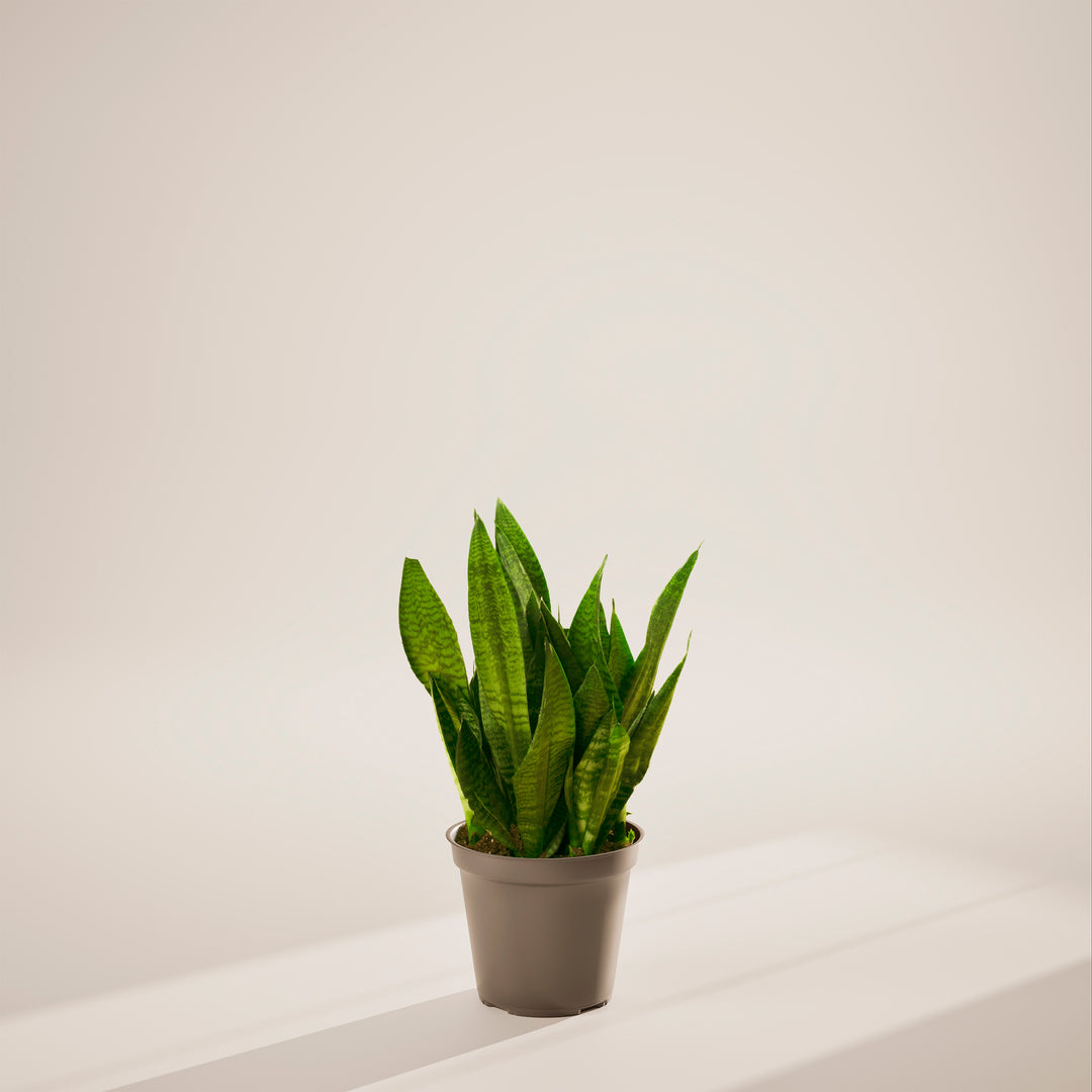 Superba Green Snake Plant