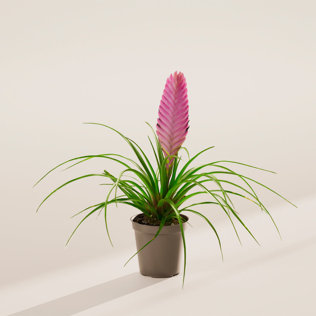 Tillandsia 'Summer'
