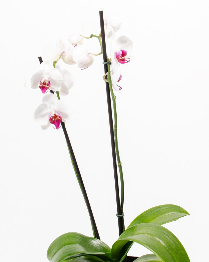 Red Lip Moth Orchid flower detail, white petals with prominent red-magenta labellum, Phalaenopsis bloom close-up showing center structure and petal form