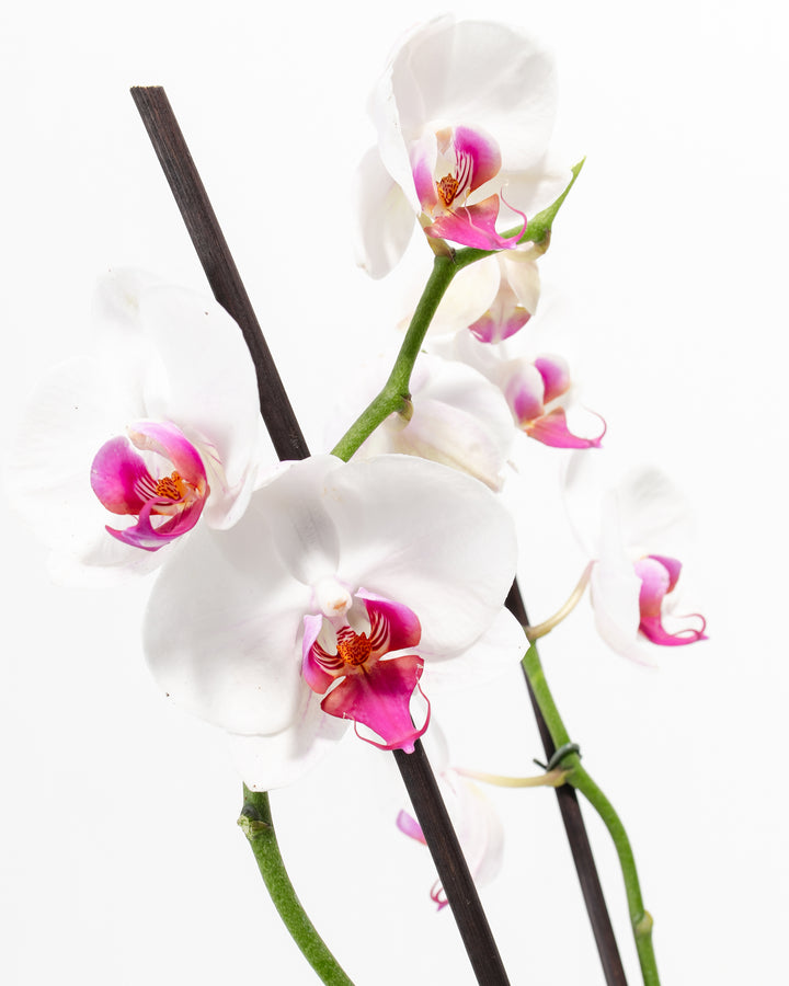 Red Lip Moth Orchid bloom macro, snow-white petals with vivid magenta-red center lips and golden-yellow stamen, Phalaenopsis flower detail photography