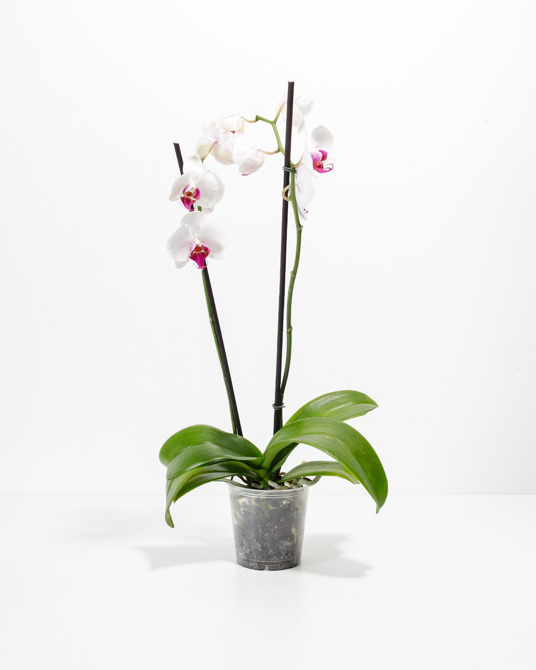 Red Lip Moth Orchid in clear grower pot, Phalaenopsis with dual flowering spikes bearing white flowers with red-magenta lips, propagation-ready orchid plant