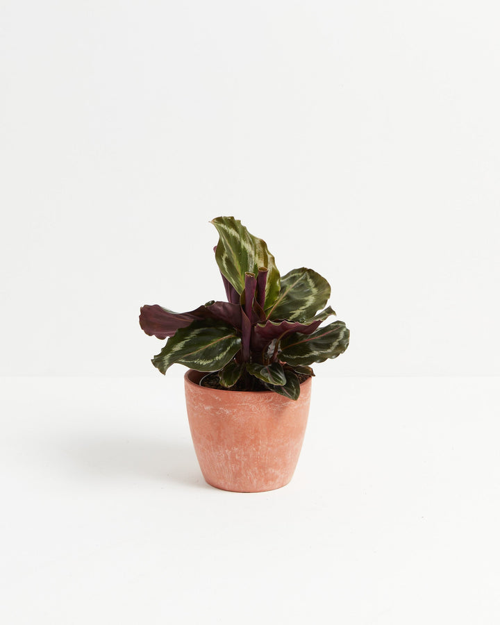 Calathea Medallion