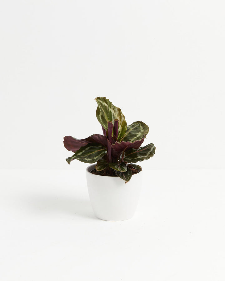 Calathea Medallion