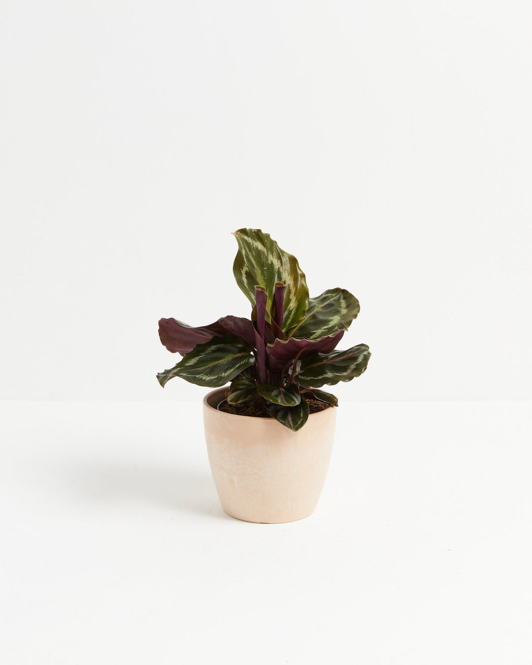 Calathea Medallion