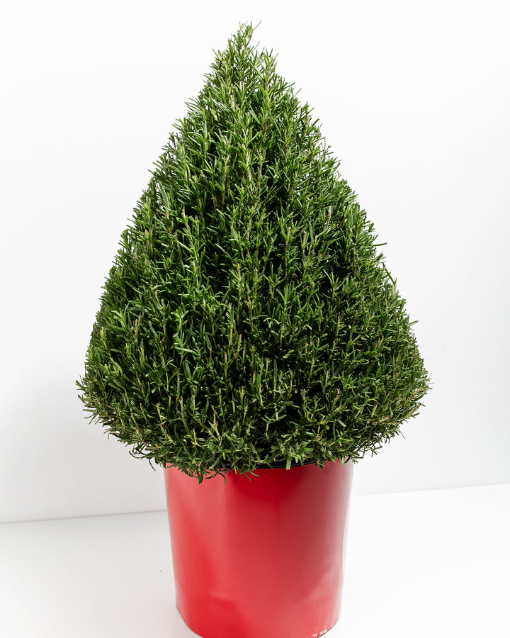 Statement-making ten-inch rosemary cone topiary in bold red ceramic pot creating dramatic vertical greenery impact. Large-scale culinary and decorative herb plant ideal for entryways, garden rooms, and gardeners seeking substantial year-round harvesting potential with striking seasonal color.