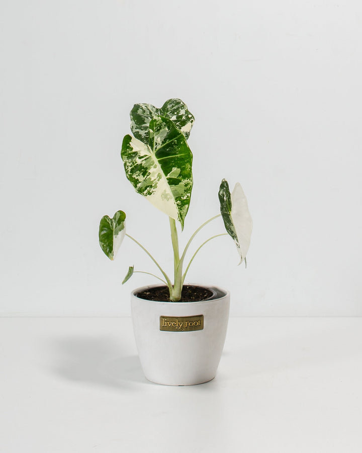 Compact Alocasia Frydek Variegated in 4-inch white ceramic pot featuring glossy heart-shaped leaves with cream-white and forest-green variegated splatter pattern throughout.