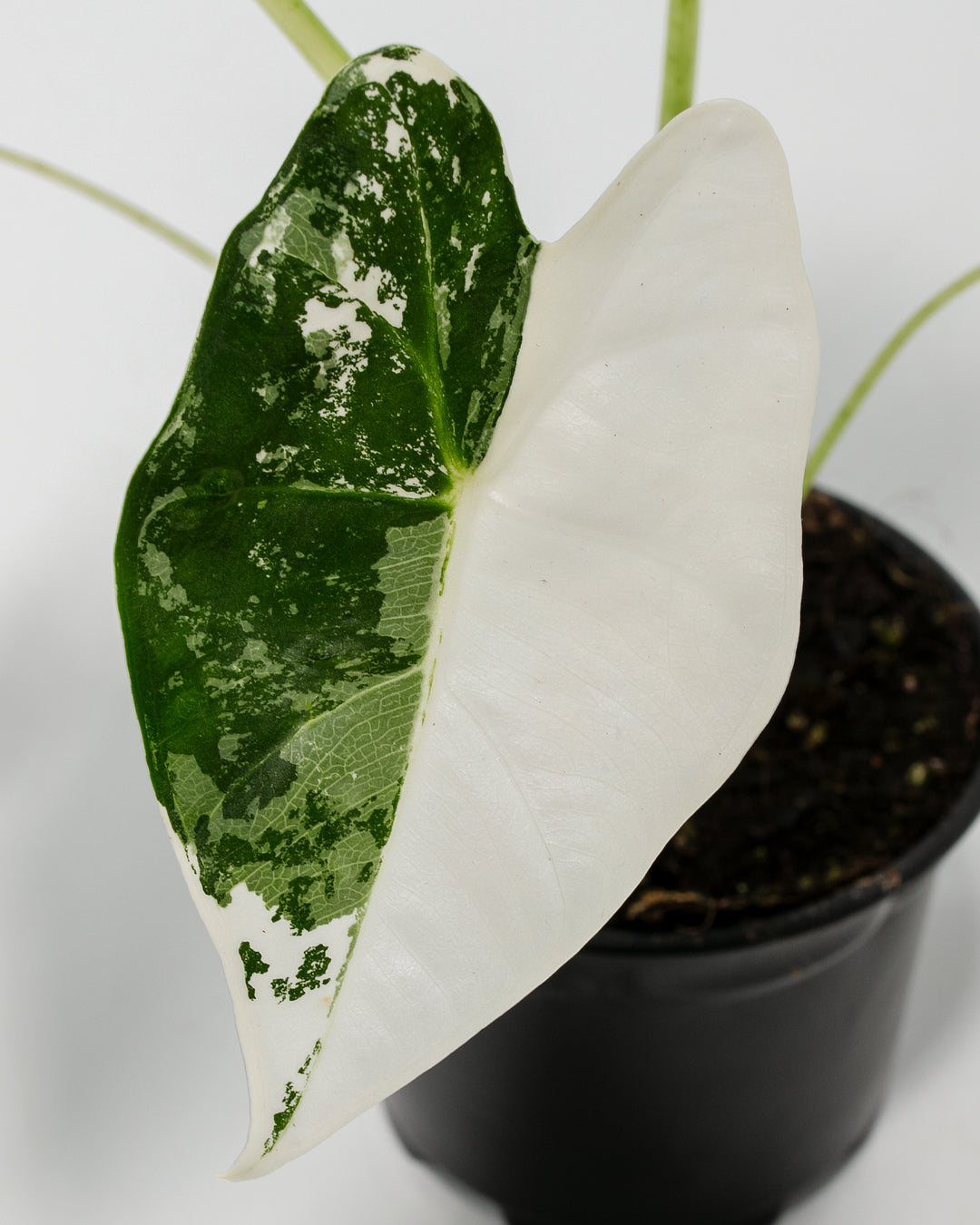 Close-up detail of Alocasia Frydek Variegated foliage showing contrasting variegation between leaves: one predominantly green with white splatter, one predominantly white with green splatter markings.