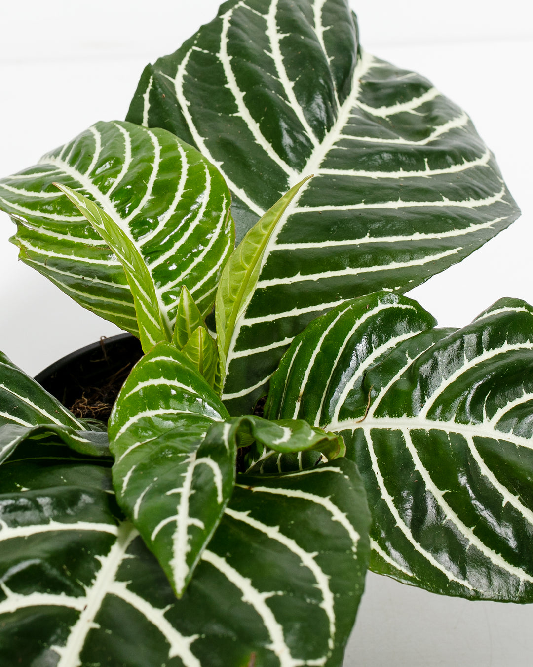 Detailed overhead view of Aphelandra Zebra Plant foliage highlighting characteristic white zebra-stripe veining throughout multiple dark green leaves, striking contrasting vein pattern.