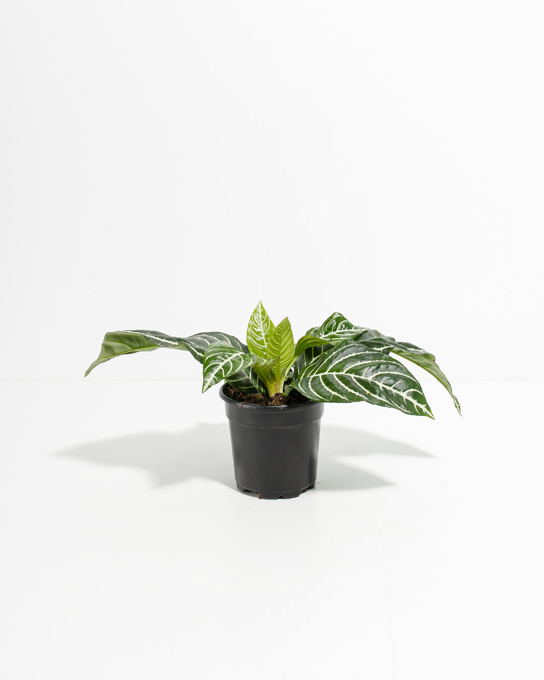 Aphelandra Zebra Plant specimen in 4-inch black nursery pot with multi-leaf white-veined foliage, ready for re-potting and mature plant development.