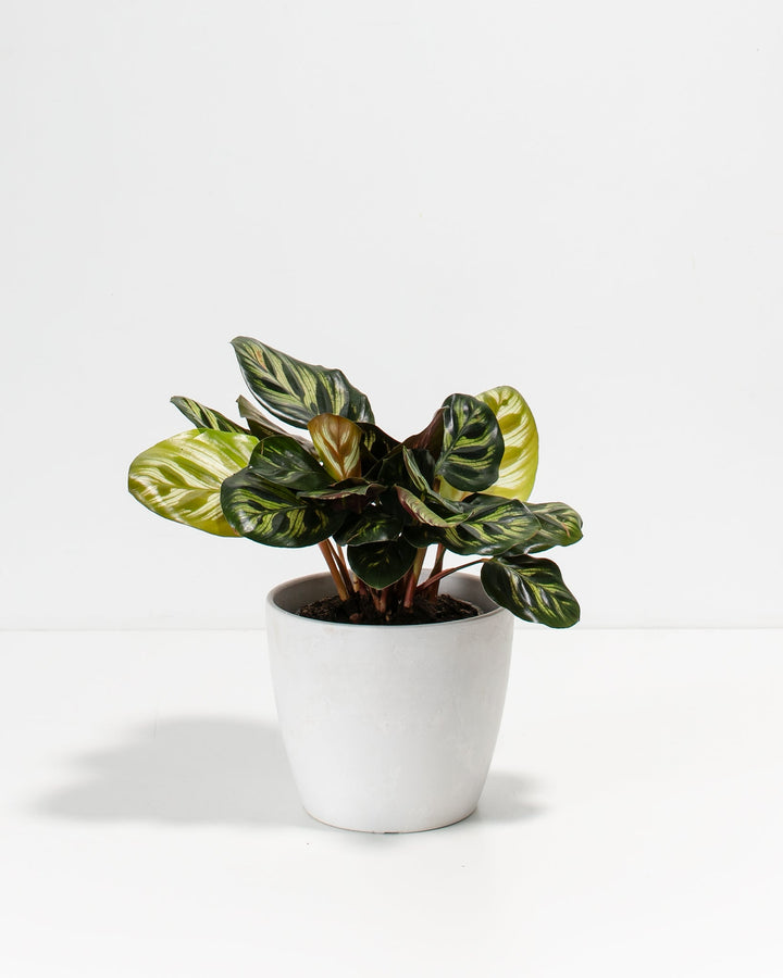 Peacock Plant