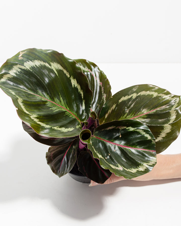 Close-up macro photography of Calathea Medallion showing distinctive white and cream striped variegation with burgundy leaf undersides, botanical detail from Dorm Room Jungle bundle.