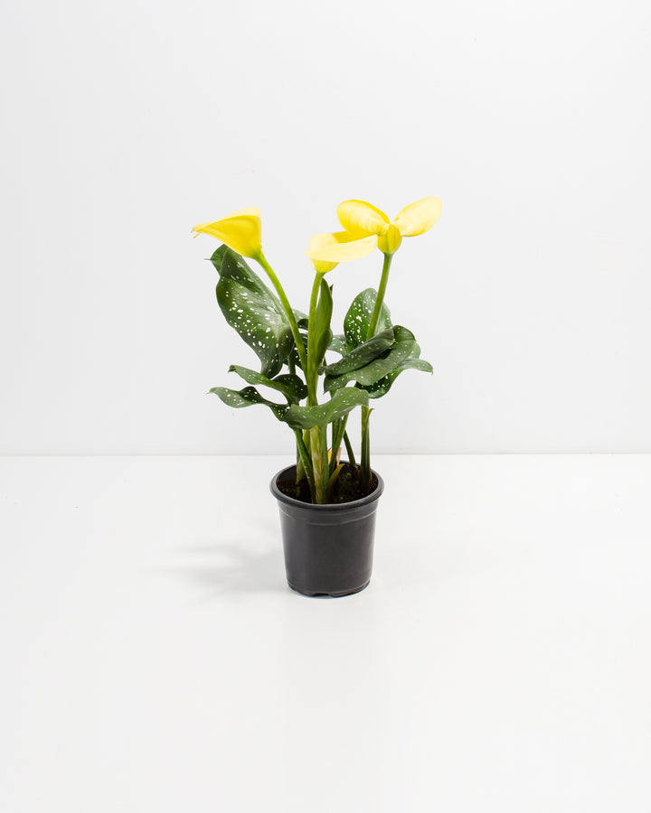 Yellow Calla Lily