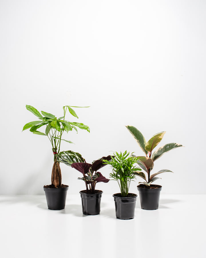 Four-plant Dorm Room Jungle in black nursery pots showing full plant collection with varied sizes and foliage types, wholesale plant bundle assortment ready for dorm rooms.
