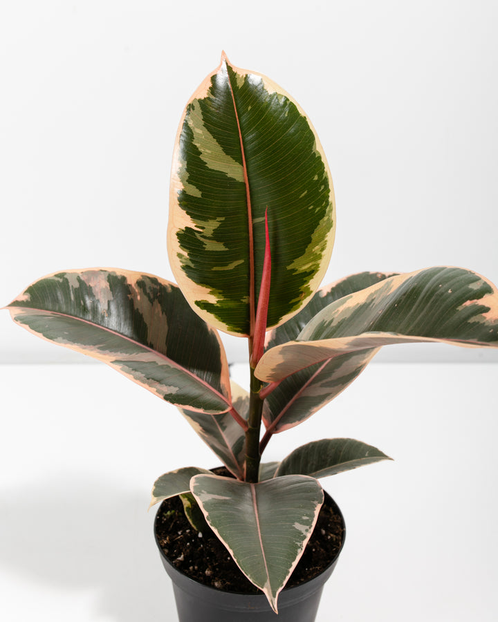 Macro photography of Ficus Elastica Tineke leaf showing distinctive salmon-pink and white variegation on deep green background, variegated foliage detail from bundle plant.