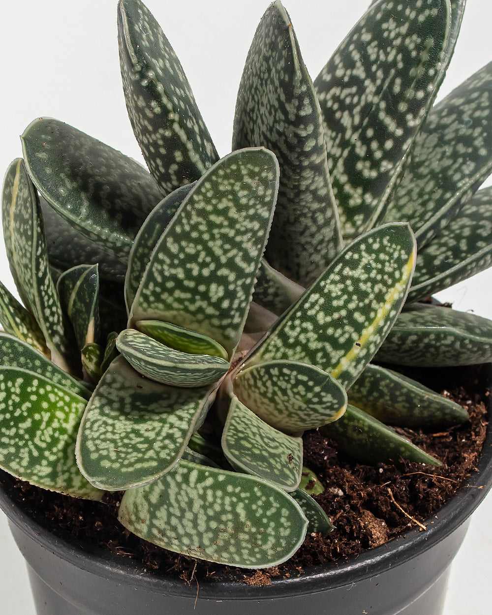 Ox Tongue Succulent
