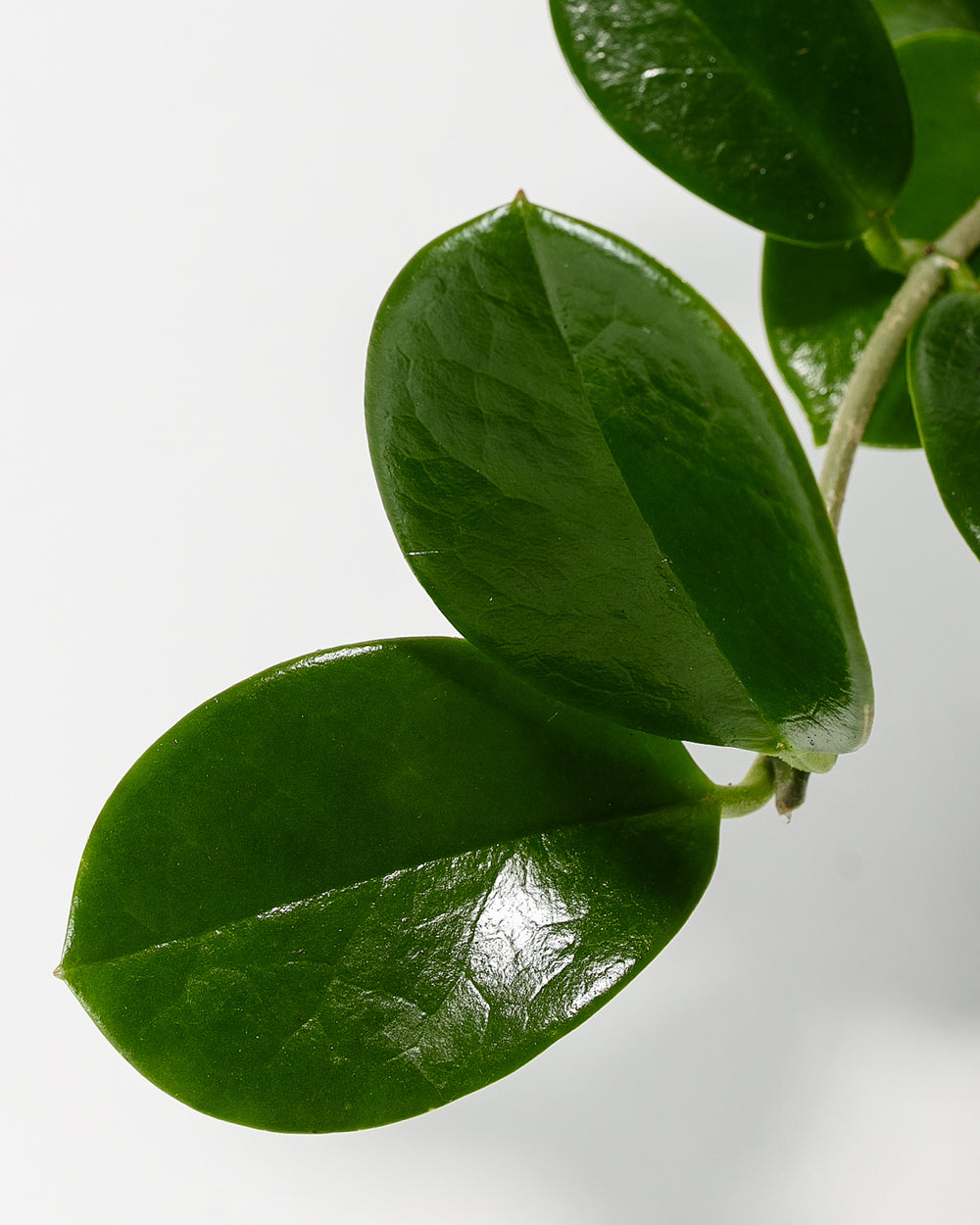 Hoya australis leaf detail, waxy oval-shaped foliage with visible veining and glossy finish, macro photography of trailing succulent houseplant
