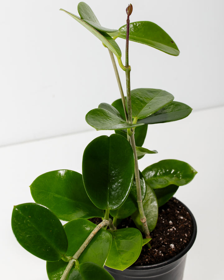 Hoya australis leaf detail, waxy oval-shaped foliage with visible veining and glossy finish, macro photography of trailing succulent houseplant
