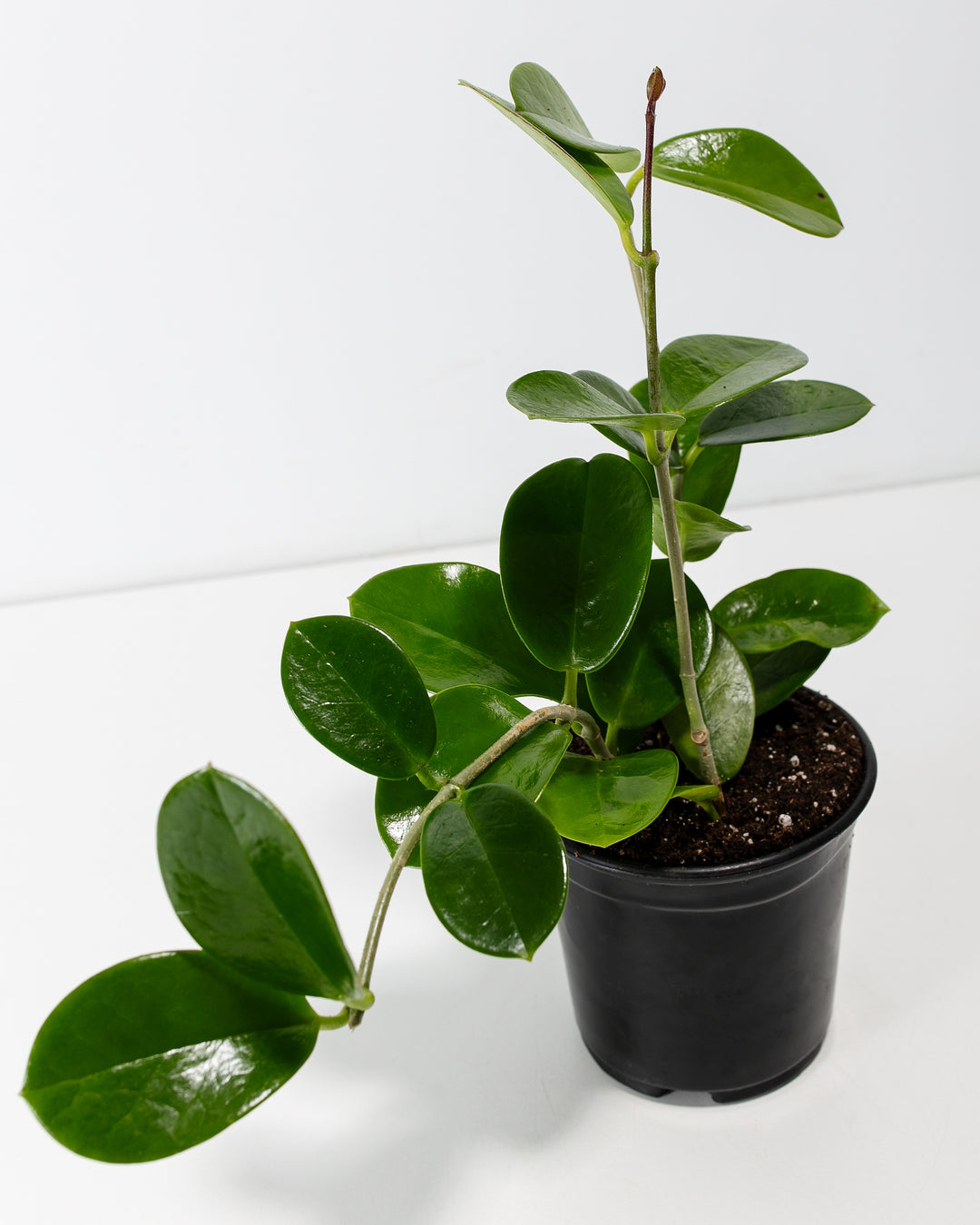 Hoya australis leaf detail, waxy oval-shaped foliage with visible veining and glossy finish, macro photography of trailing succulent houseplant