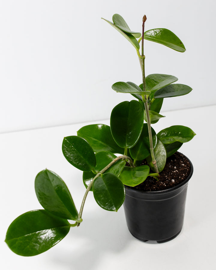 Hoya australis leaf detail, waxy oval-shaped foliage with visible veining and glossy finish, macro photography of trailing succulent houseplant