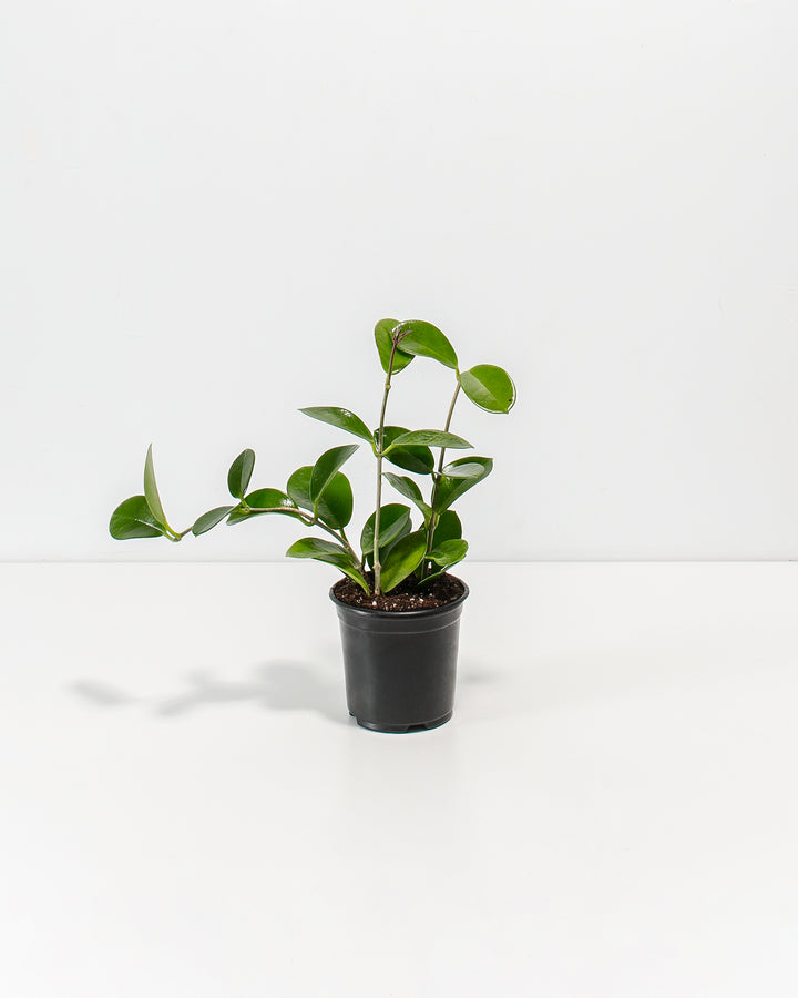 Hoya australis 4-inch in black nursery pot, young trailing plant from grower, healthy green foliage ready for repotting