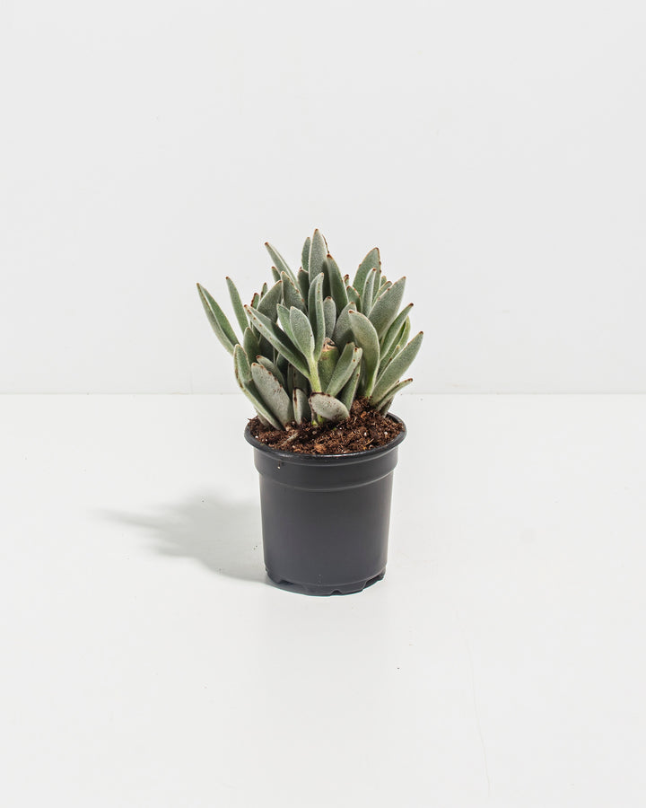 Panda Plant