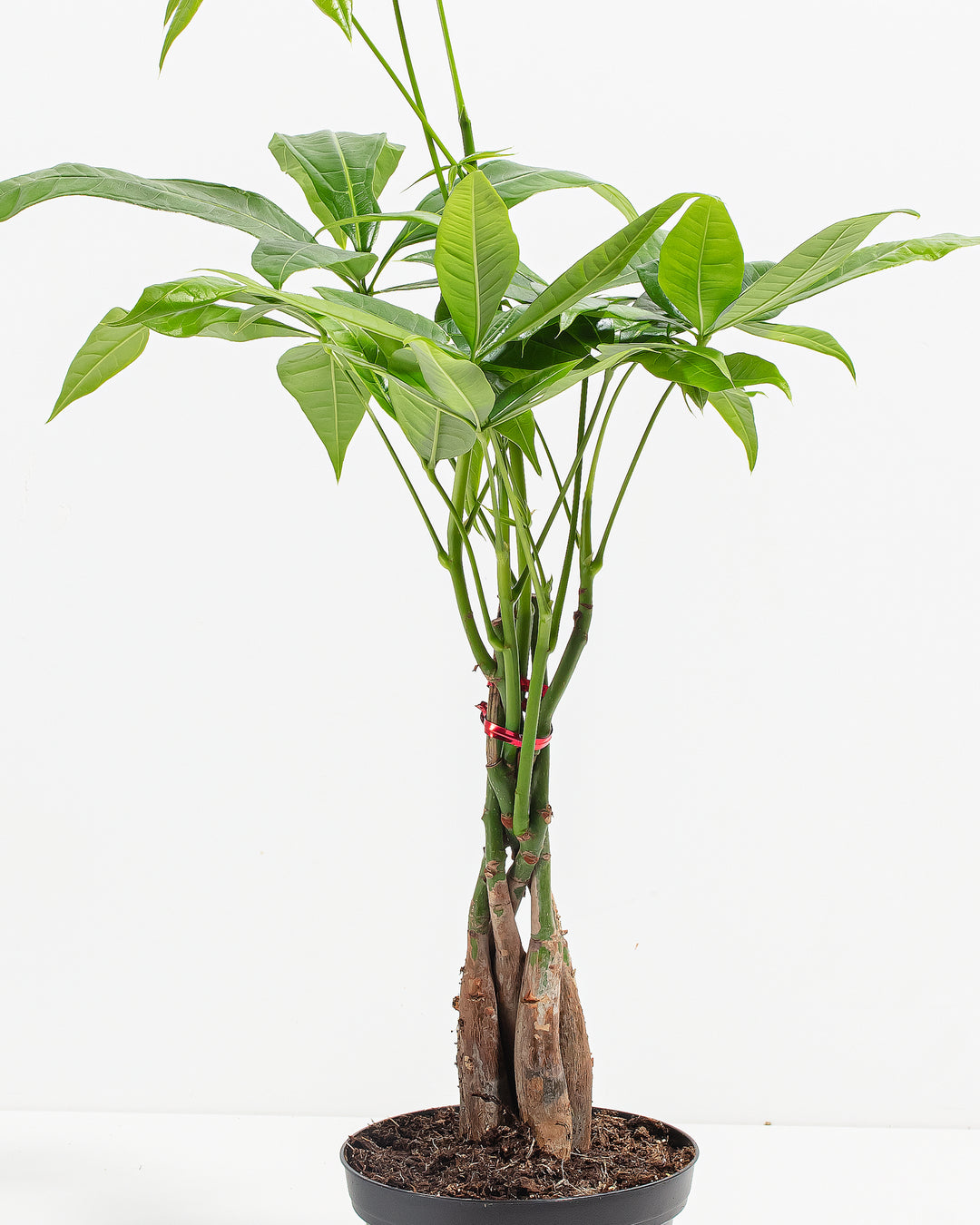 Macro detail of Money Tree (Pachira Aquatica) showing characteristic leaflet arrangement on braided stem, tropical foliage specimen from Dorm Room Jungle collection.