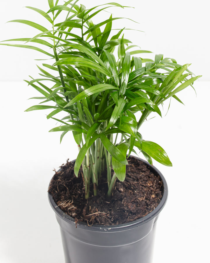 Close-up of Neanthe Bella Palm displaying fine feathery green fronds and delicate leaflets, miniature tropical palm detail from complete dorm plant bundle.