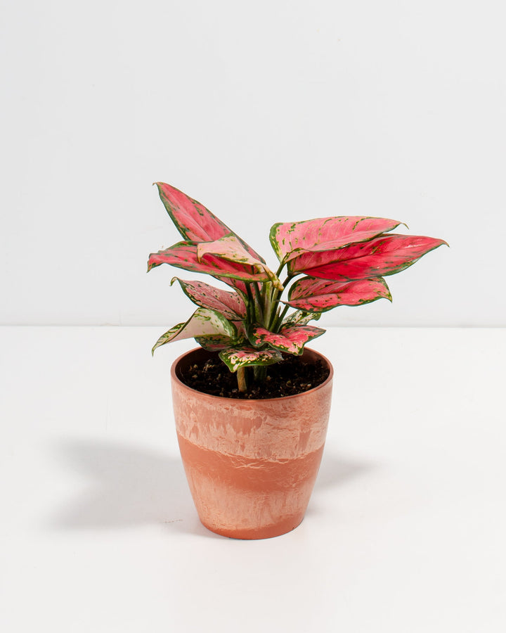 Pink Aglaonema Beauty in a 4-inch terracotta Chai pot with weathered brushed finish, showcasing vibrant rose-pink and green mottled lance-shaped leaves with cream-speckled lower foliage