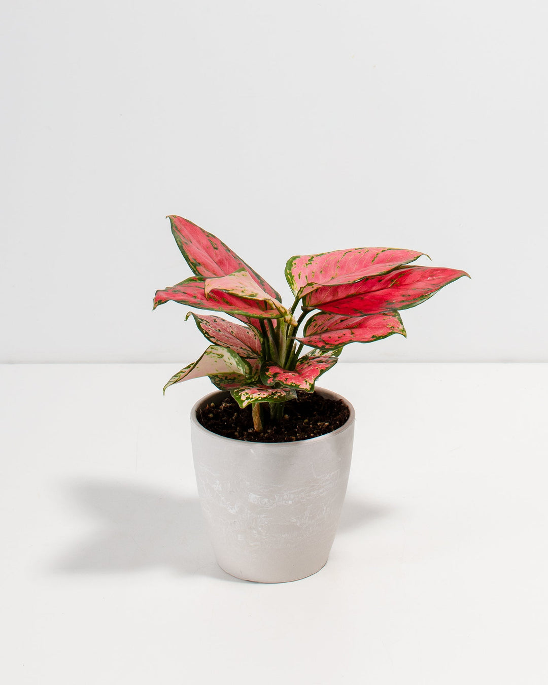 Pink Aglaonema Beauty in a 4-inch white Coco Lively Root pot with subtle marbled texture, displaying vibrant rose-pink and green mottled leaves spreading outward from a compact center
