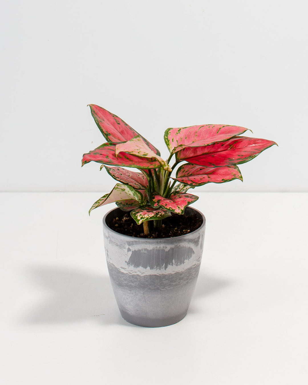 Pink Aglaonema Beauty in a 4-inch grey brushed-finish Lively Root pot, featuring bold rose-pink and green mottled leaves fanning outward with cream-speckled lower foliage